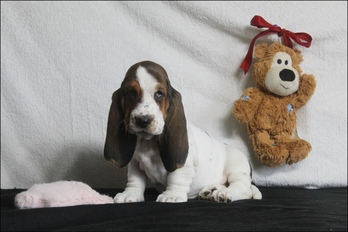 De La Flamme Sacrée D'Hestia - Chiots disponibles - Basset Hound