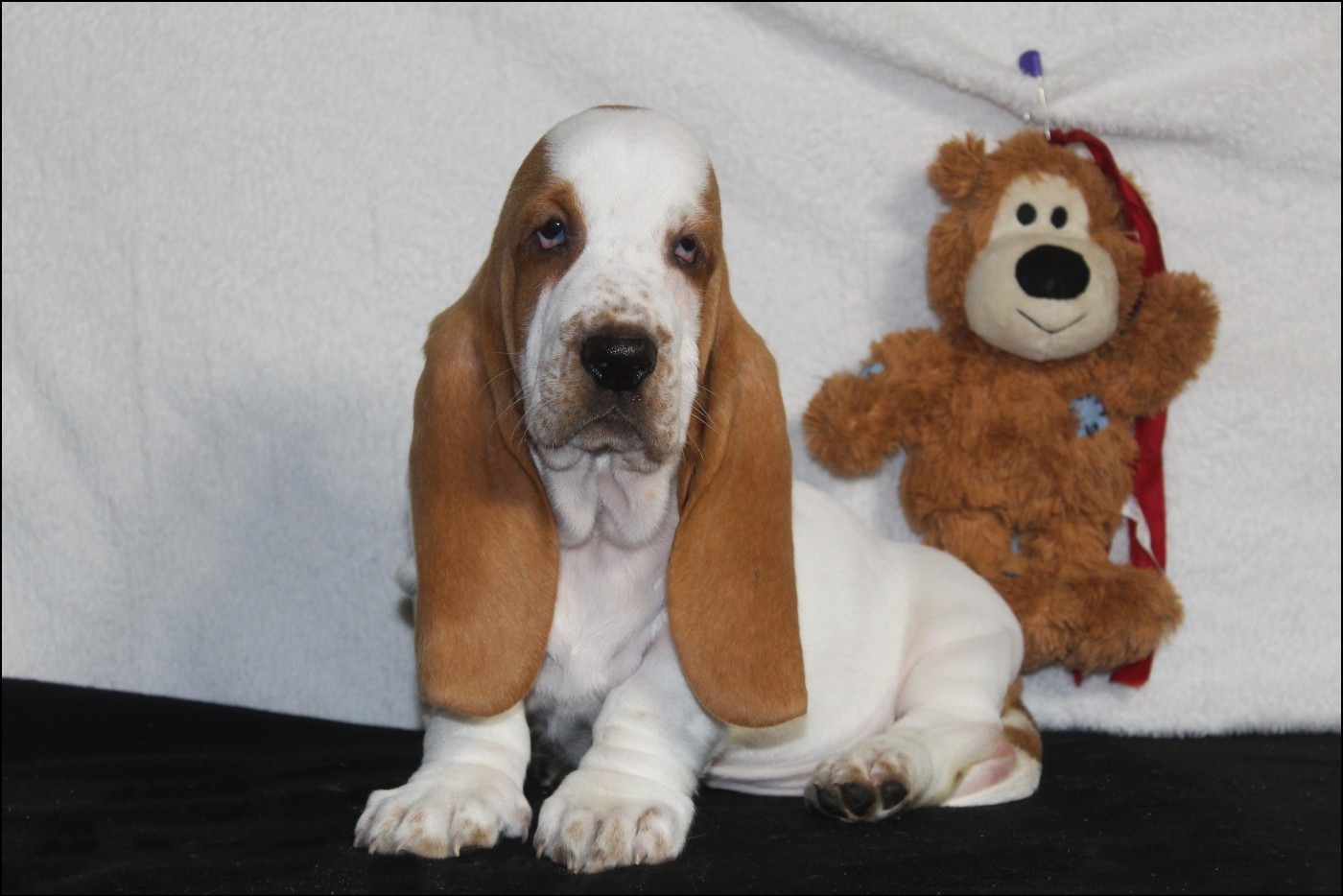 De La Flamme Sacrée D'Hestia - Chiots disponibles - Basset Hound