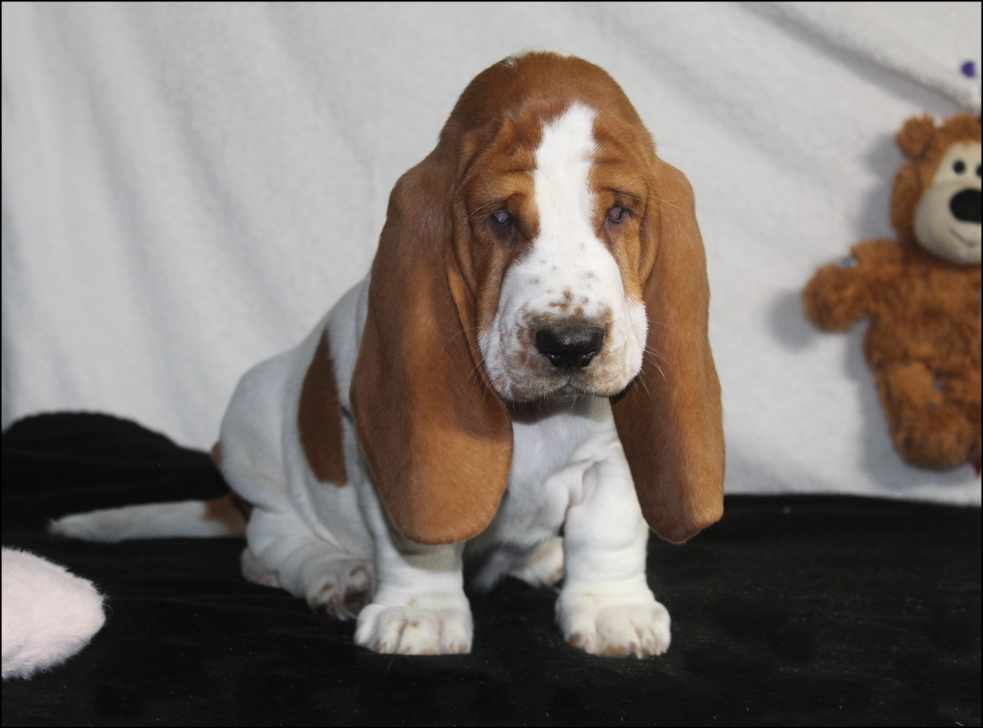 De La Flamme Sacrée D'Hestia - Chiots disponibles - Basset Hound