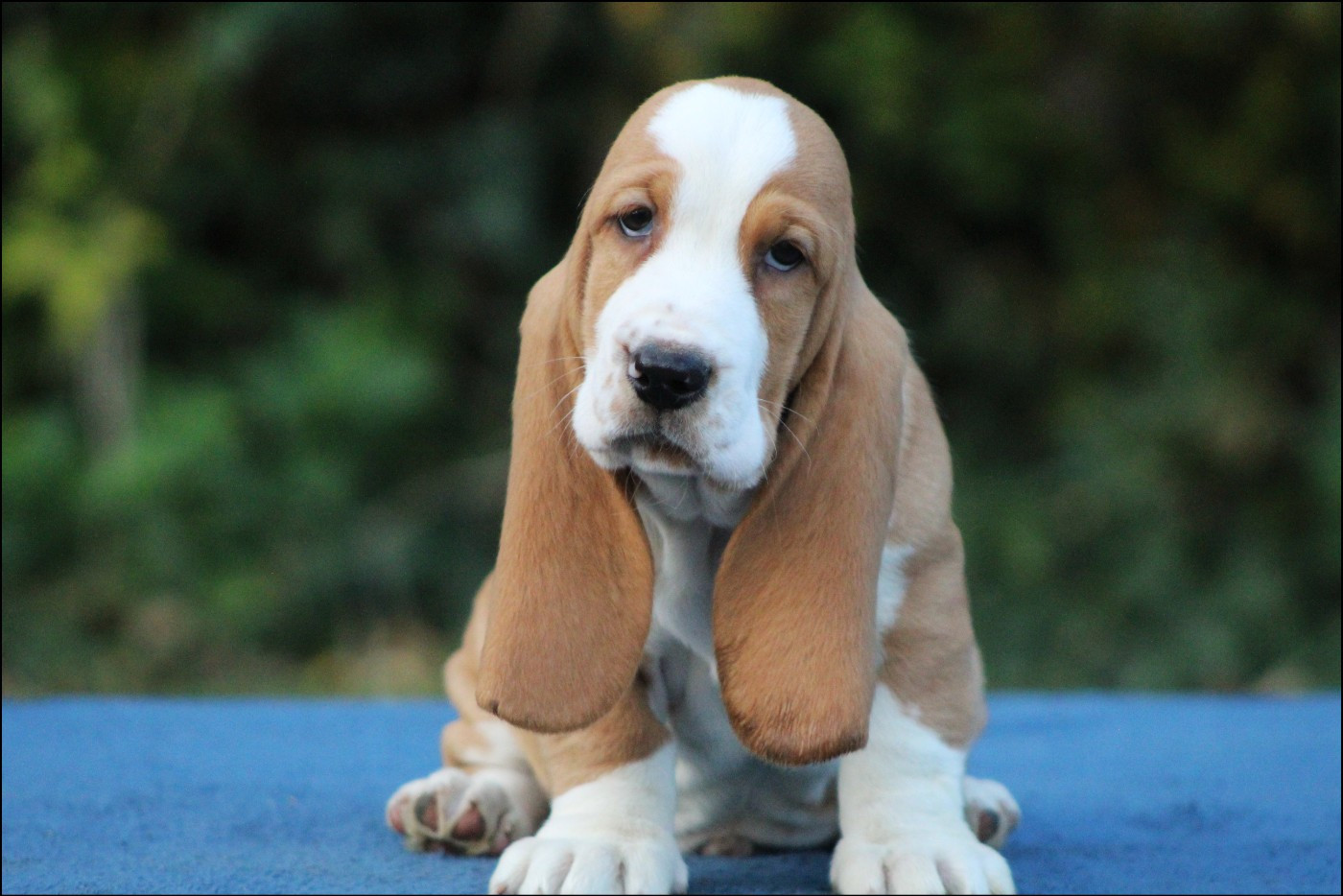 De La Flamme Sacrée D'Hestia - Chiots disponibles - Basset Hound