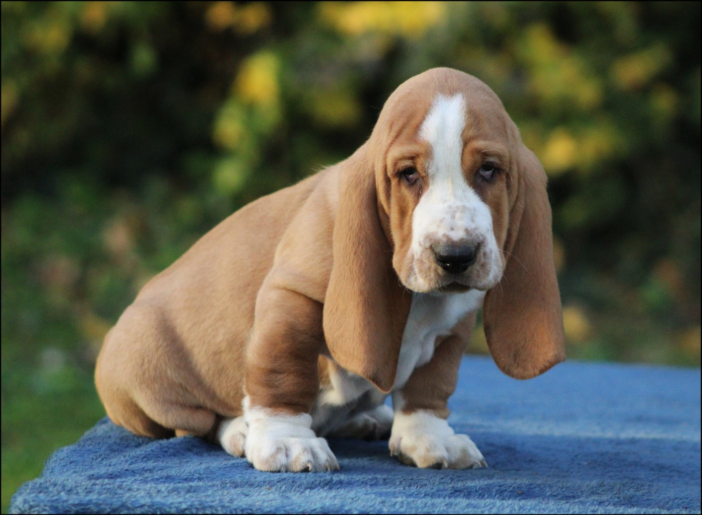 De La Flamme Sacrée D'Hestia - Chiots disponibles - Basset Hound