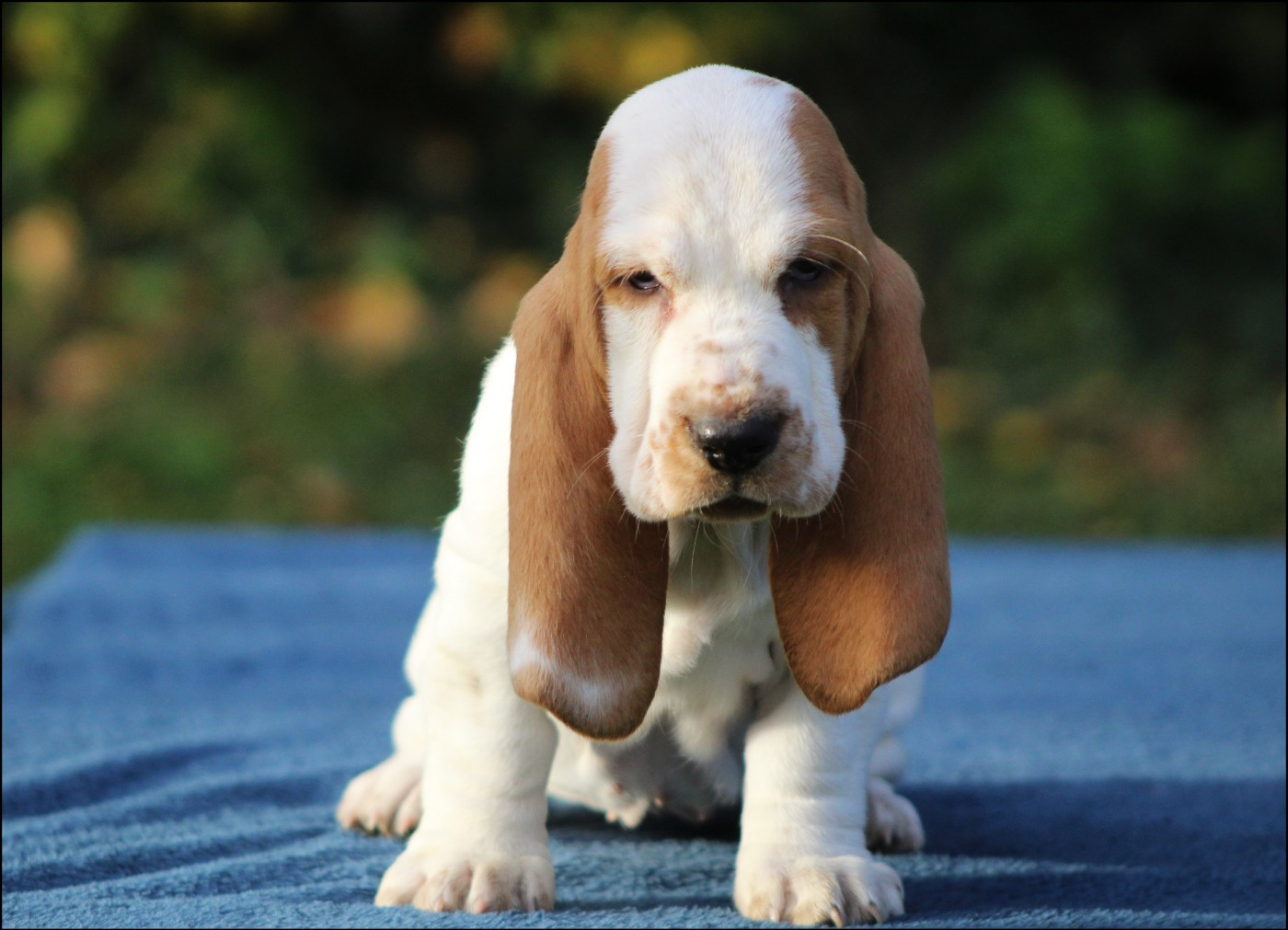 De La Flamme Sacrée D'Hestia - Chiots disponibles - Basset Hound