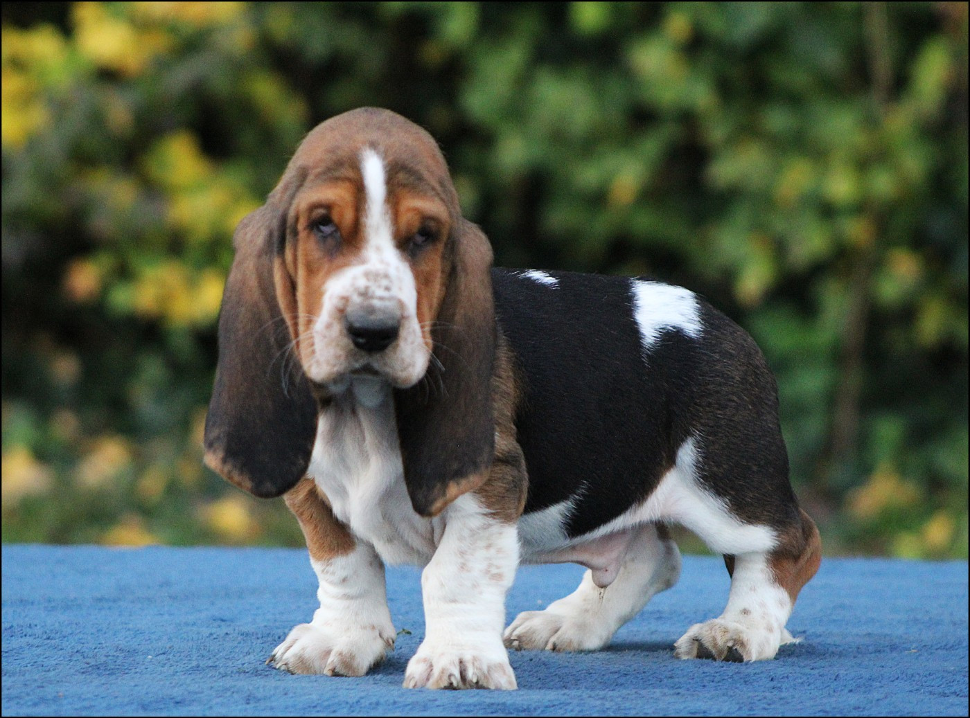 De La Flamme Sacrée D'Hestia - Chiots disponibles - Basset Hound