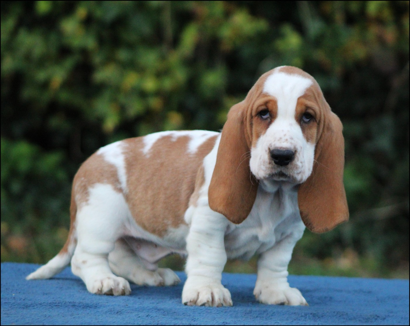 De La Flamme Sacrée D'Hestia - Chiots disponibles - Basset Hound