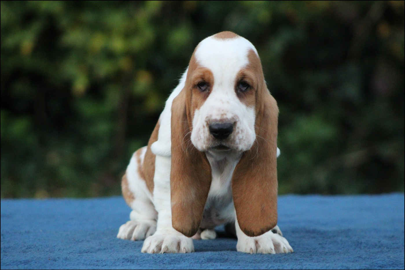 De La Flamme Sacrée D'Hestia - Chiots disponibles - Basset Hound