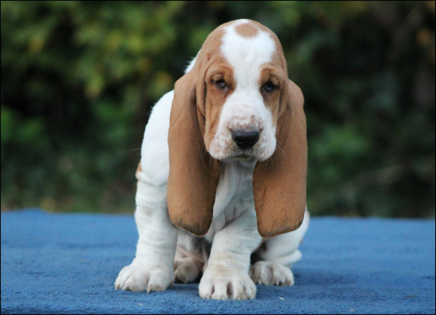 De La Flamme Sacrée D'Hestia - Chiots disponibles - Basset Hound