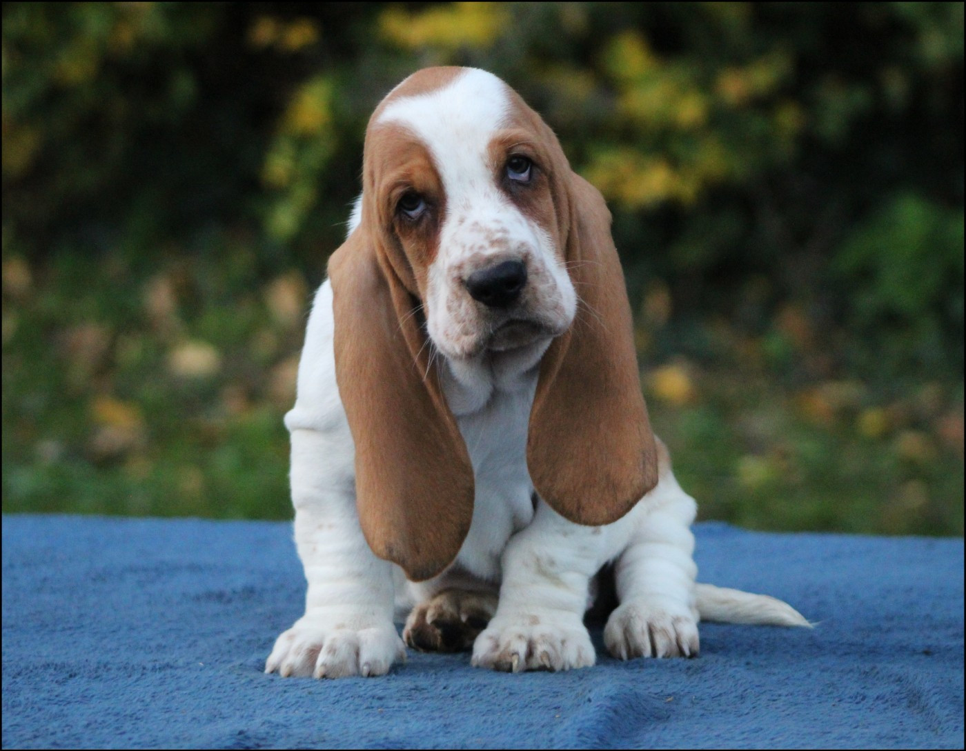 De La Flamme Sacrée D'Hestia - Chiots disponibles - Basset Hound