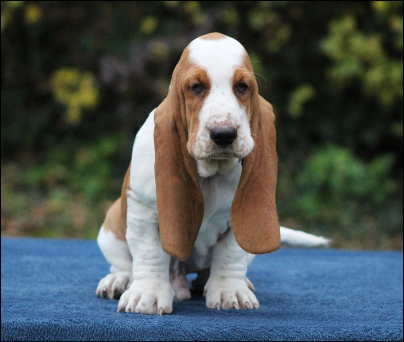 De La Flamme Sacrée D'Hestia - Chiots disponibles - Basset Hound