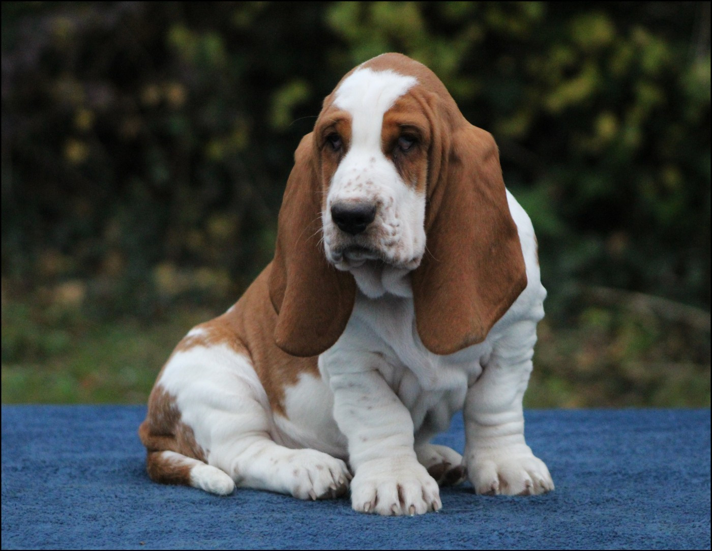 De La Flamme Sacrée D'Hestia - Chiots disponibles - Basset Hound