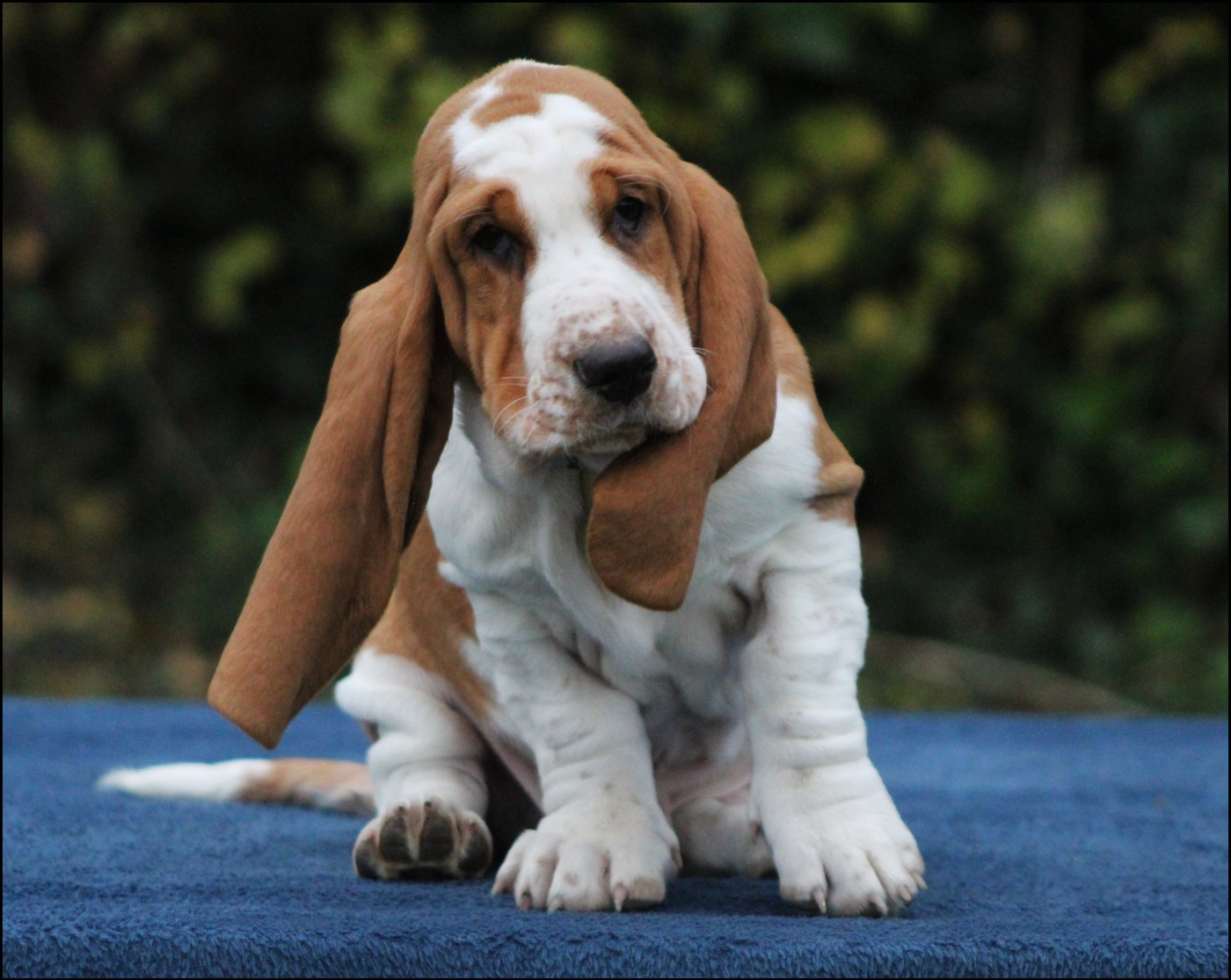 De La Flamme Sacrée D'Hestia - Basset Hound - Portée née le 02/09/2025