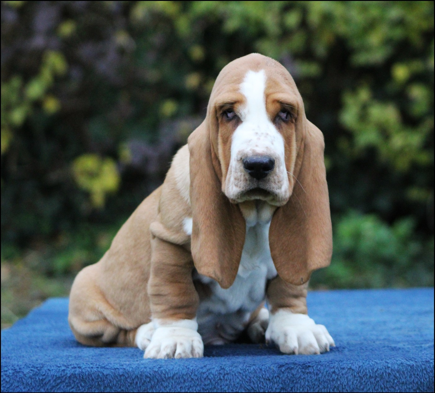 De La Flamme Sacrée D'Hestia - Chiots disponibles - Basset Hound