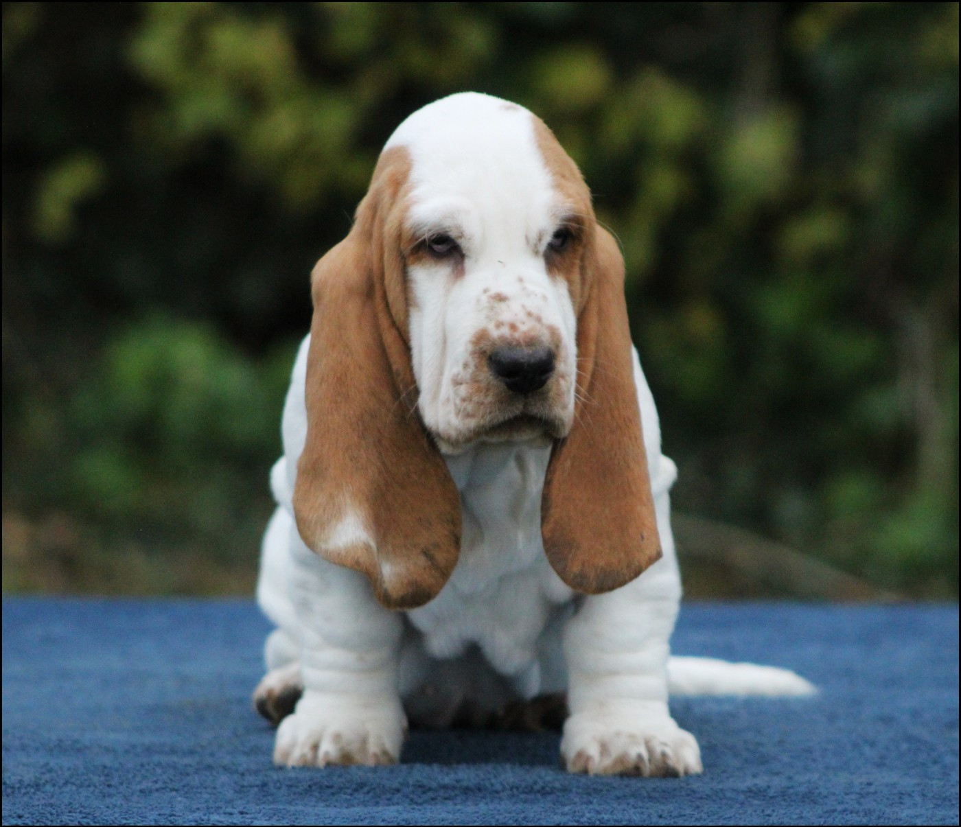 De La Flamme Sacrée D'Hestia - Chiots disponibles - Basset Hound