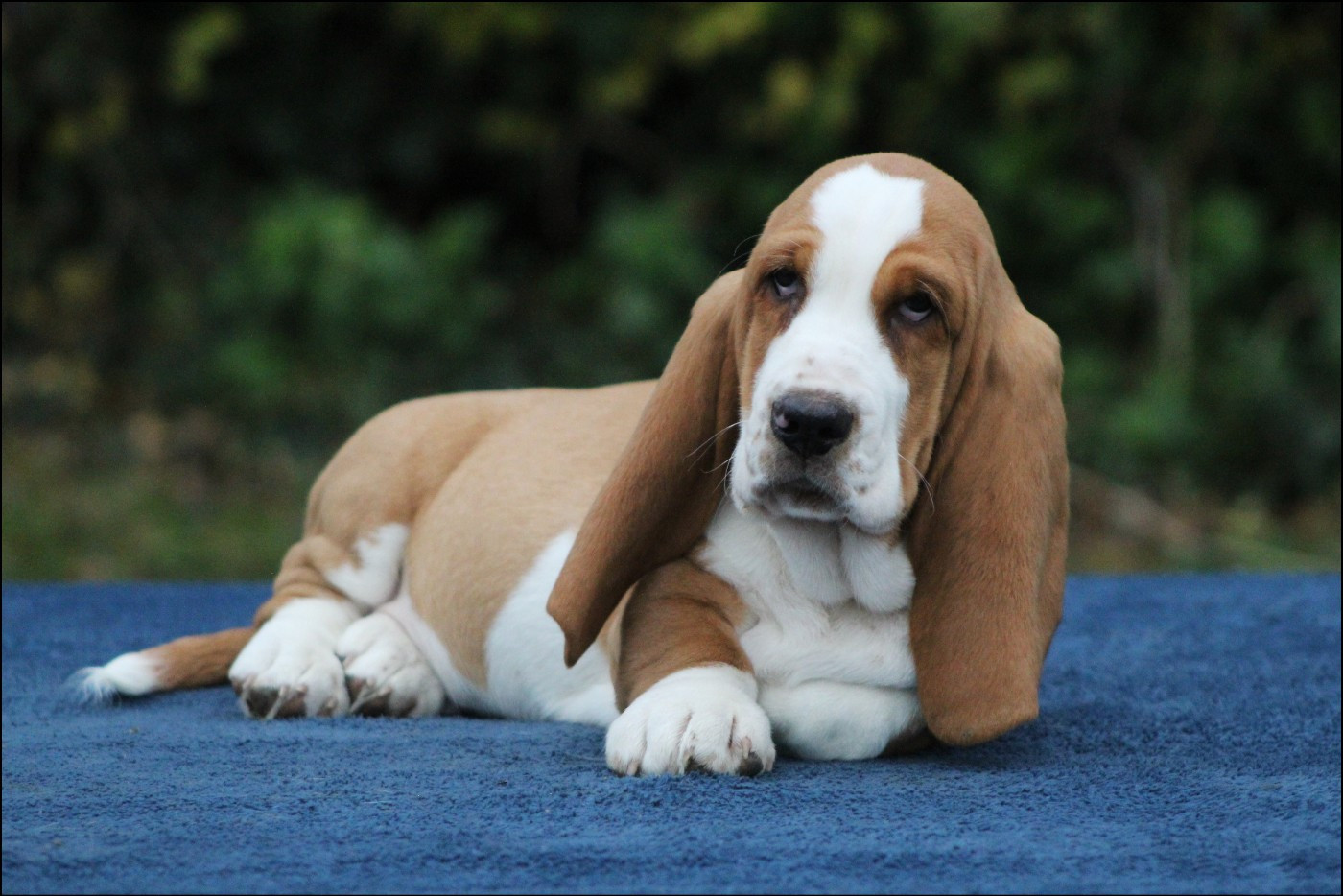 De La Flamme Sacrée D'Hestia - Basset Hound - Portée née le 06/09/2025