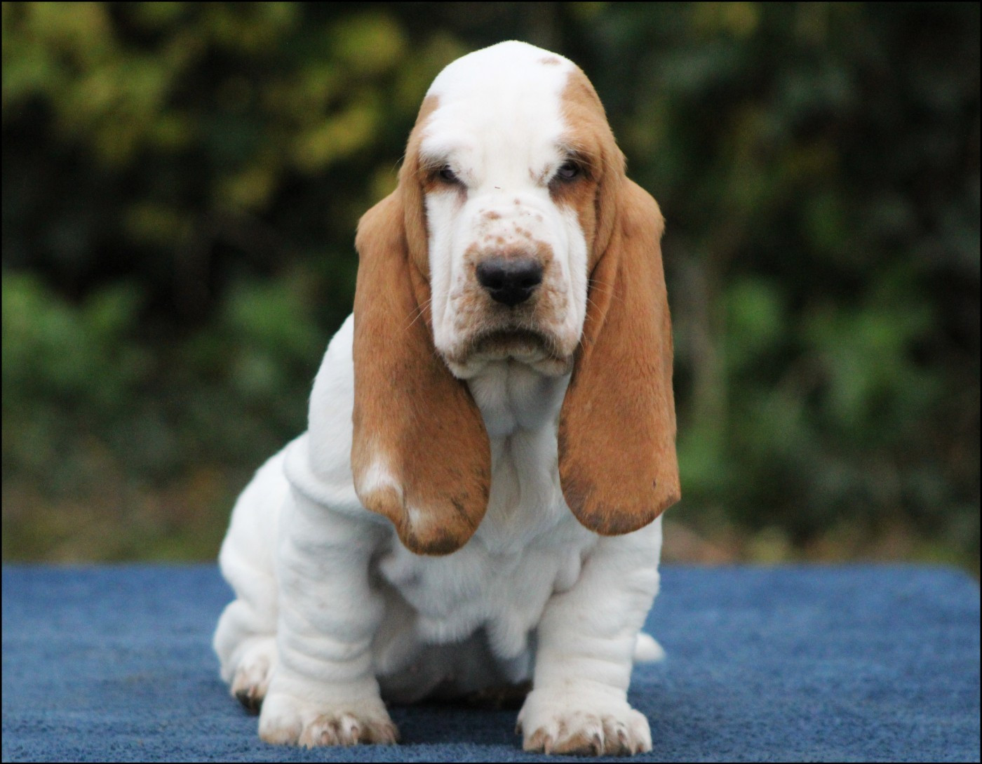 De La Flamme Sacrée D'Hestia - Basset Hound - Portée née le 06/09/2025