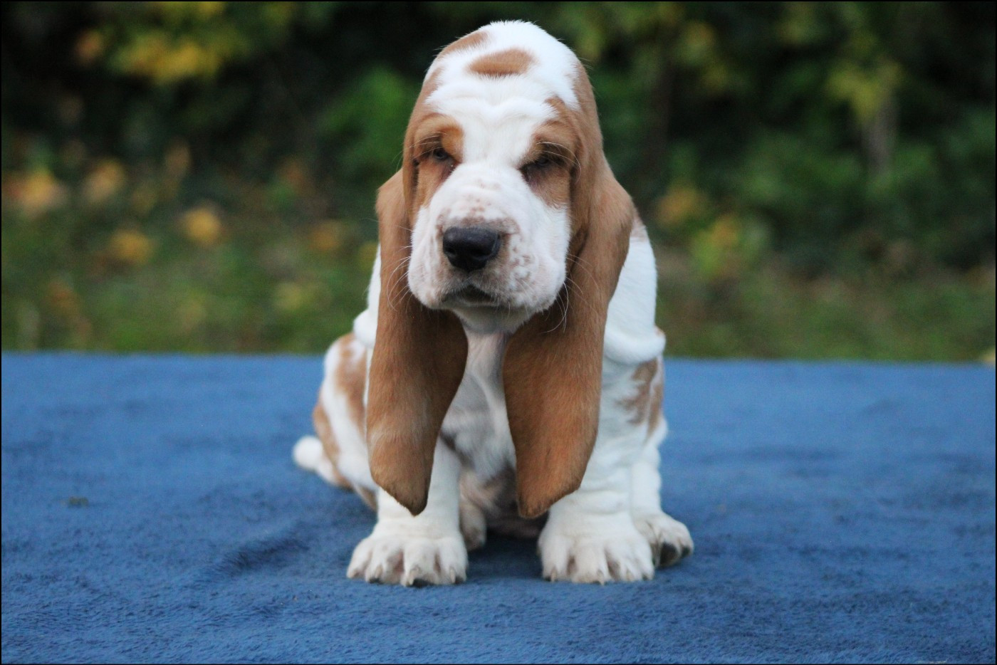 De La Flamme Sacrée D'Hestia - Basset Hound - Portée née le 02/09/2025