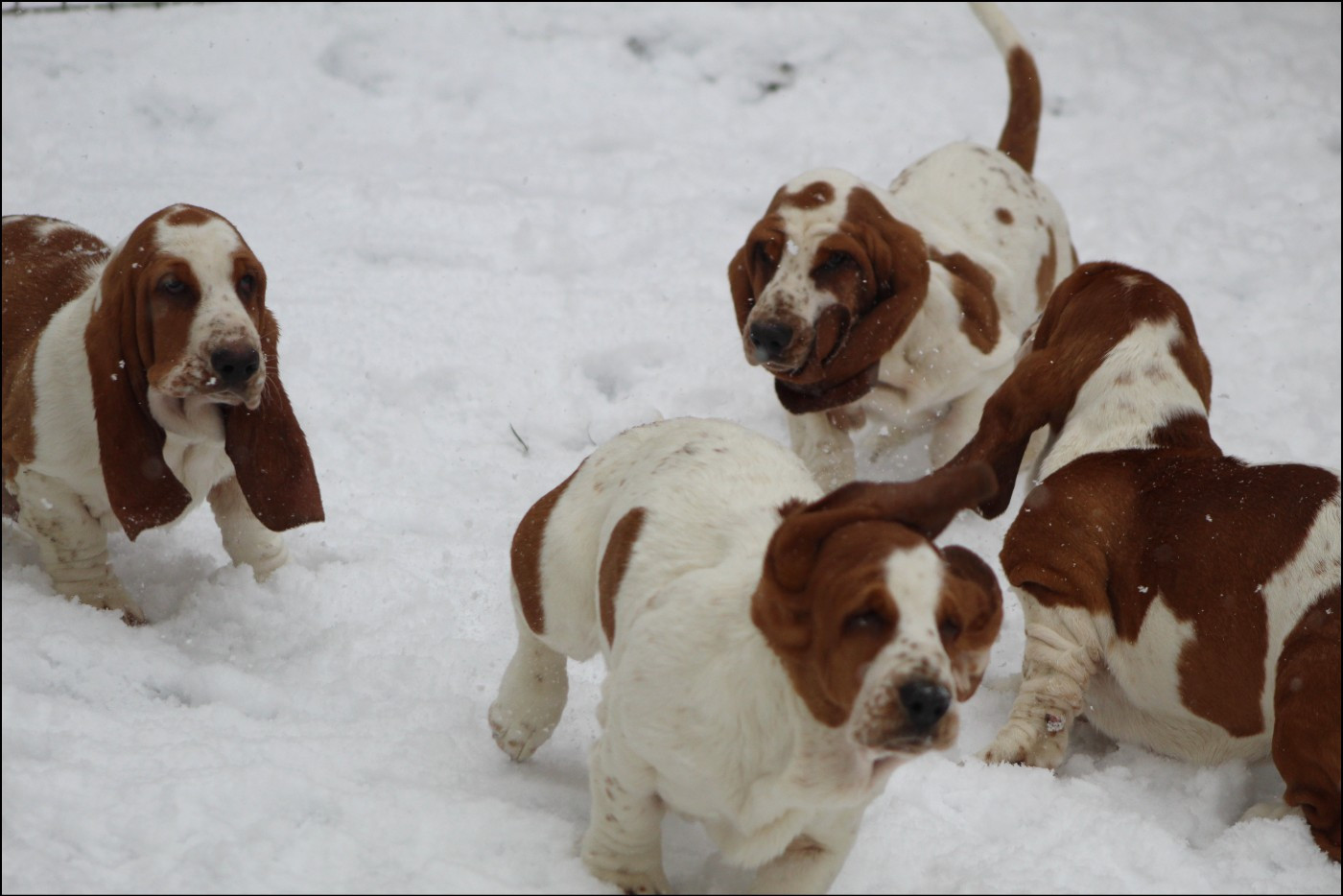 Chiot Basset Hound De La Flamme Sacrée D'Hestia
