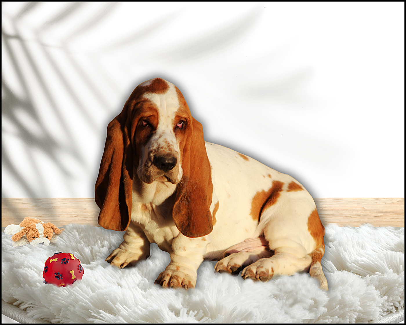 De La Flamme Sacrée D'Hestia - Chiots disponibles - Basset Hound