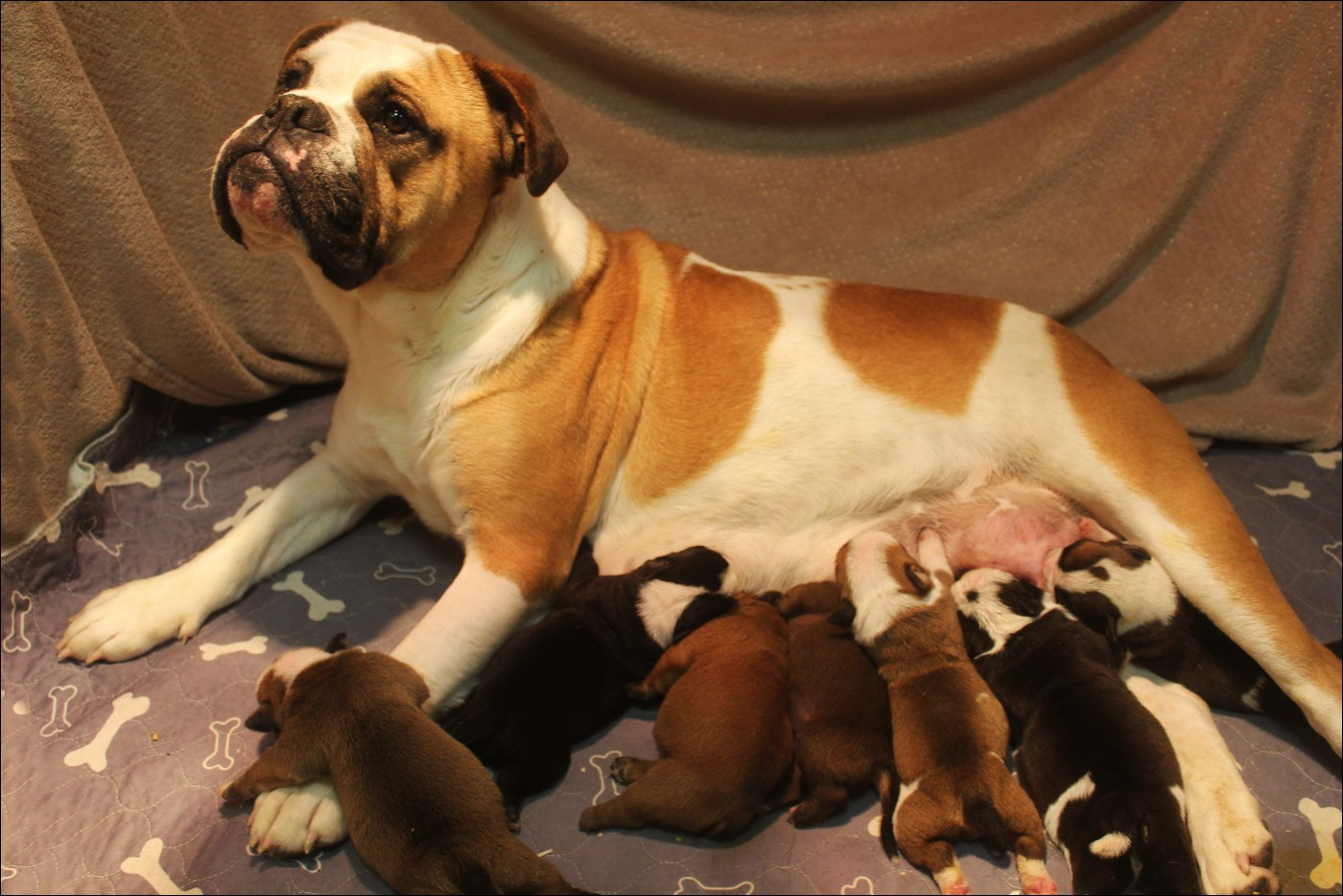 Chiot Bulldog continental De La Flamme Sacrée D'Hestia