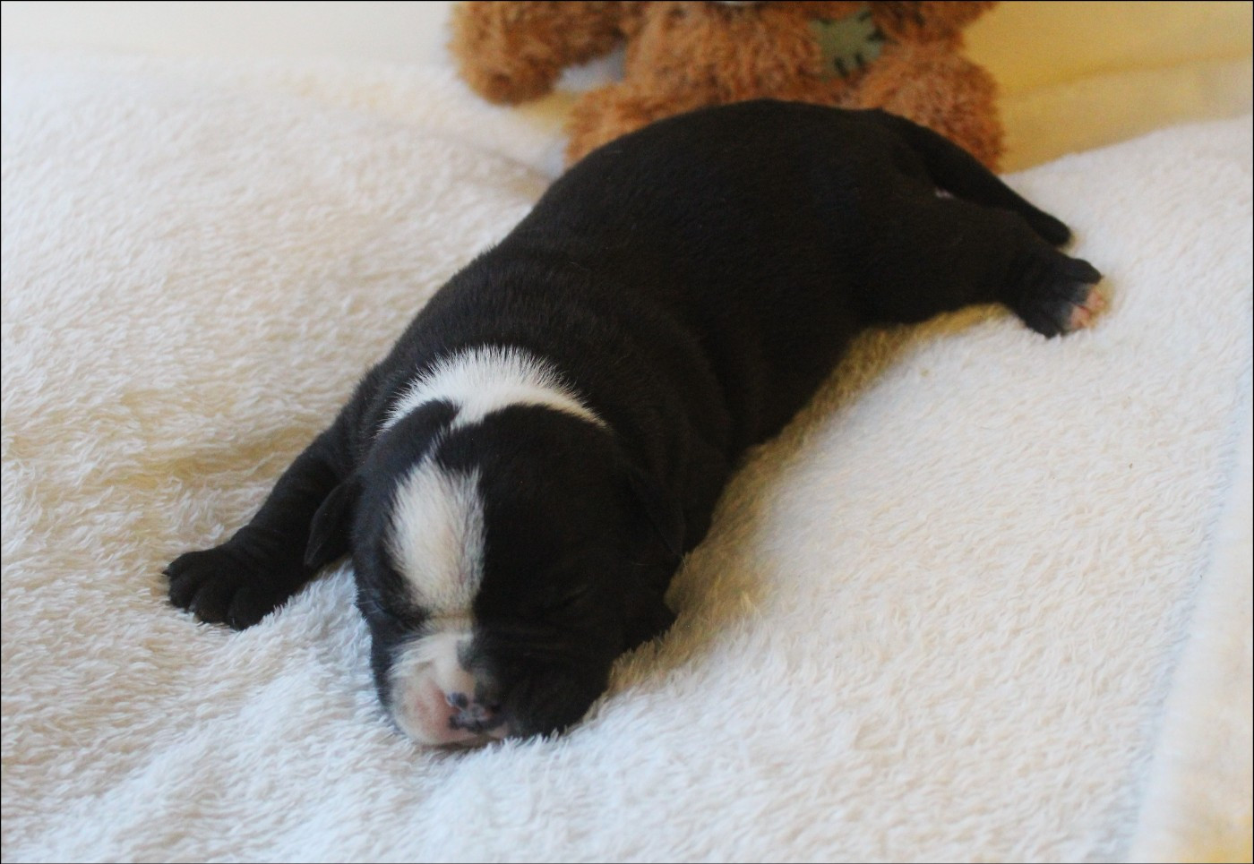 De La Flamme Sacrée D'Hestia - Chiots disponibles - Bulldog continental