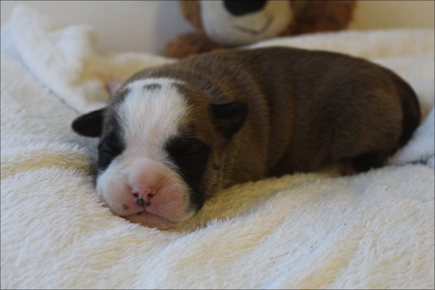 De La Flamme Sacrée D'Hestia - Chiots disponibles - Bulldog continental