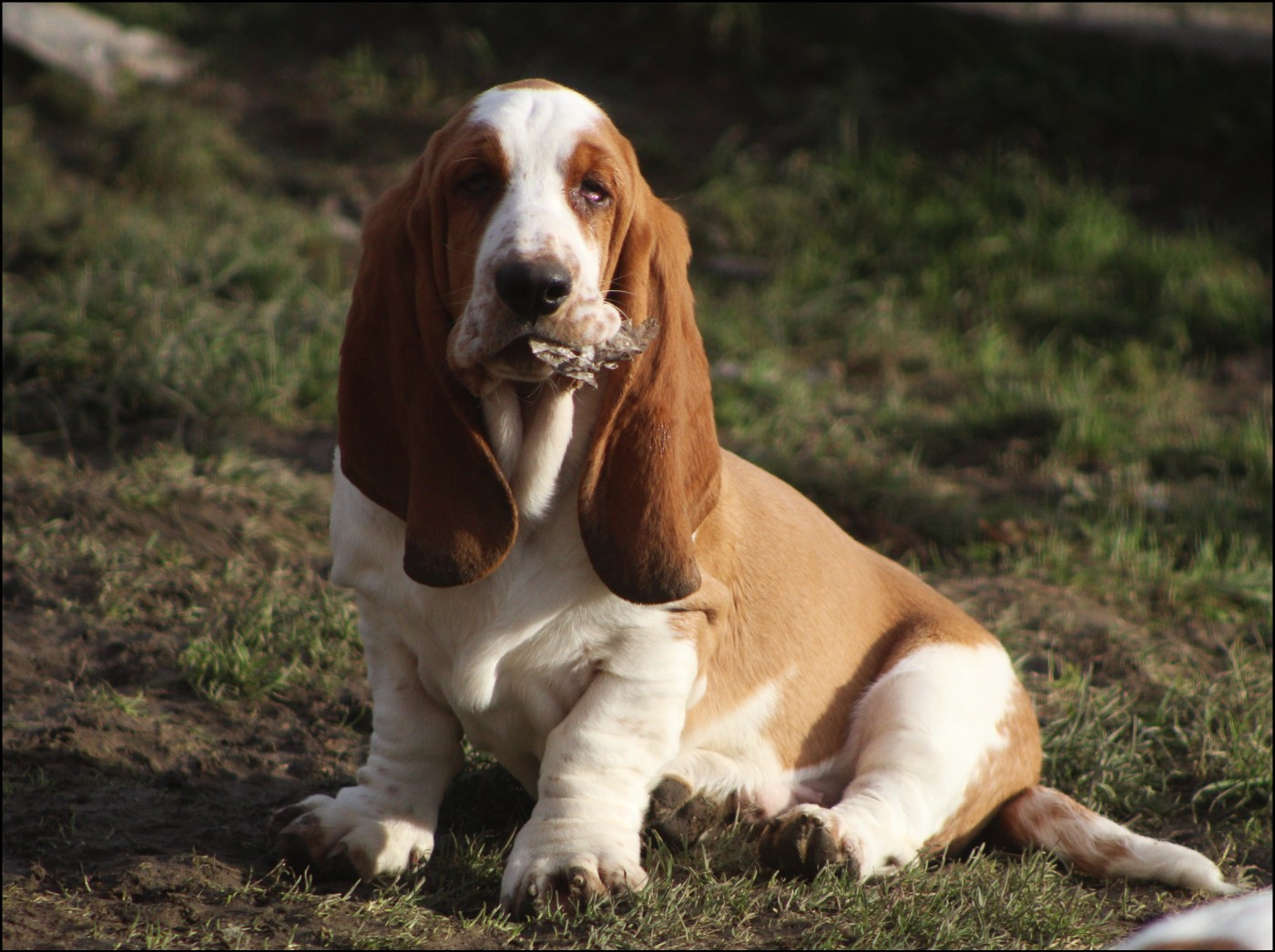 Chiot Basset Hound De La Flamme Sacrée D'Hestia