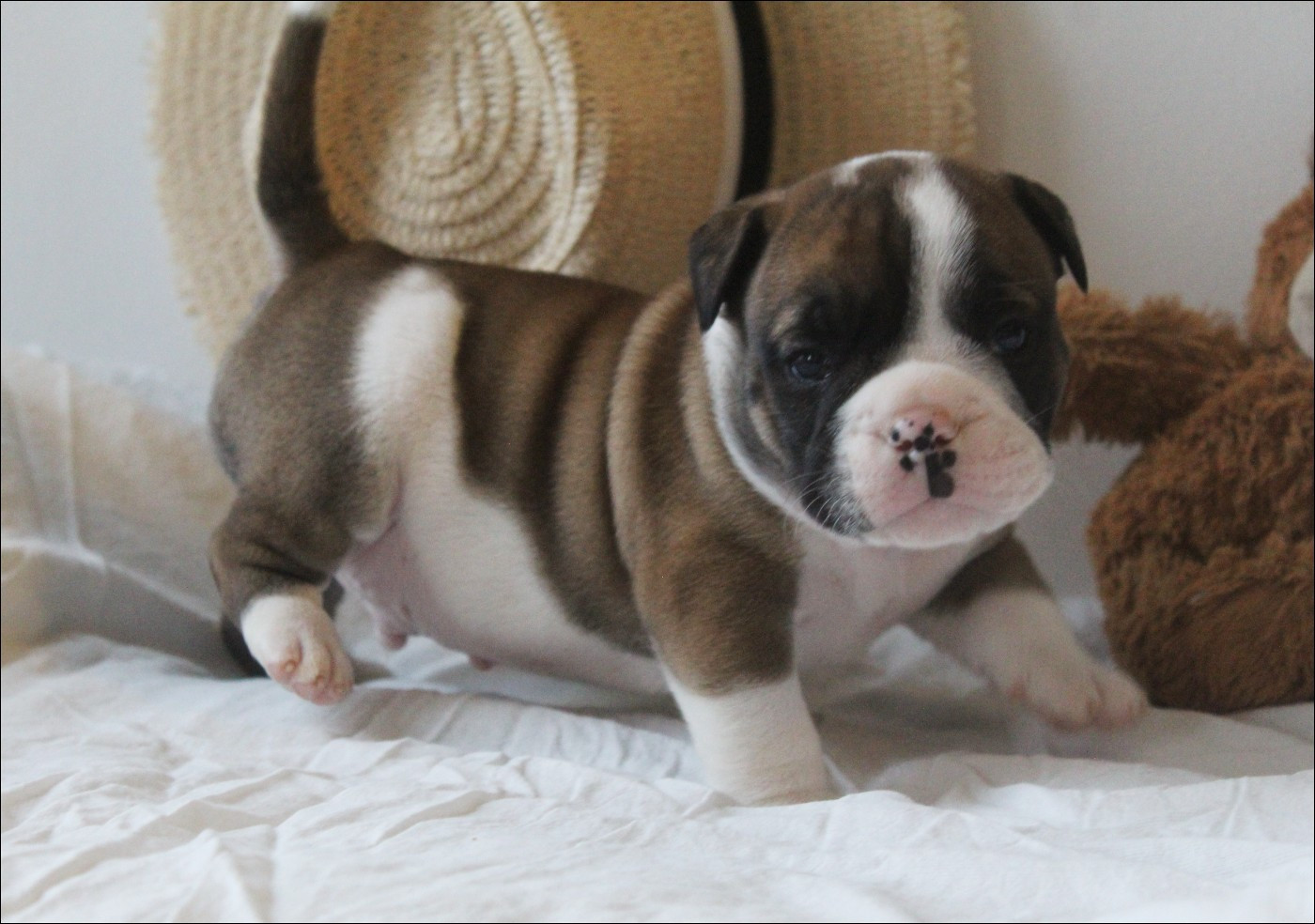 De La Flamme Sacrée D'Hestia - Chiots disponibles - Bulldog continental