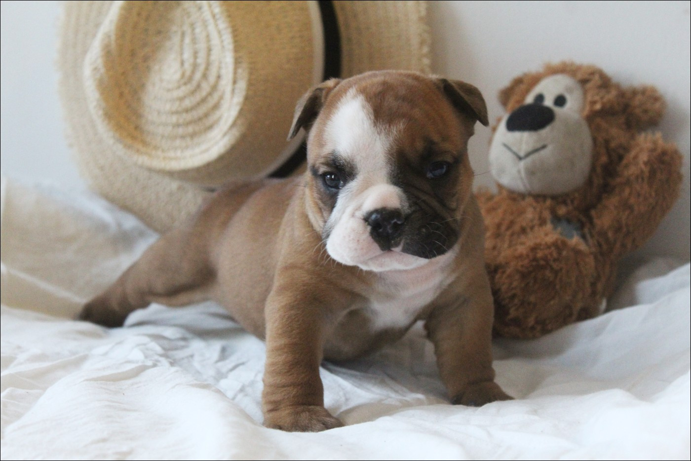 De La Flamme Sacrée D'Hestia - Chiots disponibles - Bulldog continental