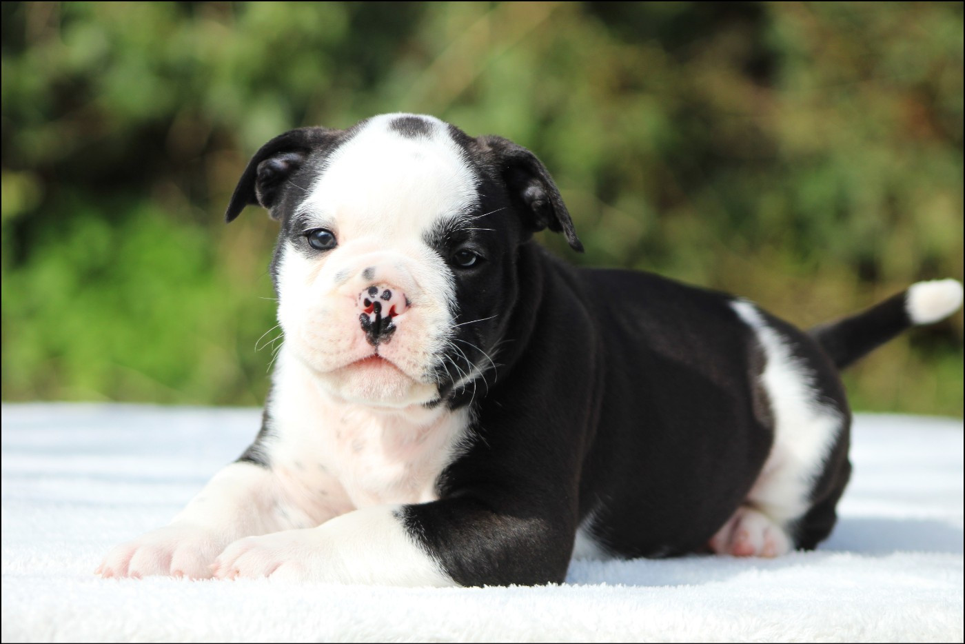 De La Flamme Sacrée D'Hestia - Chiots disponibles - Bulldog continental