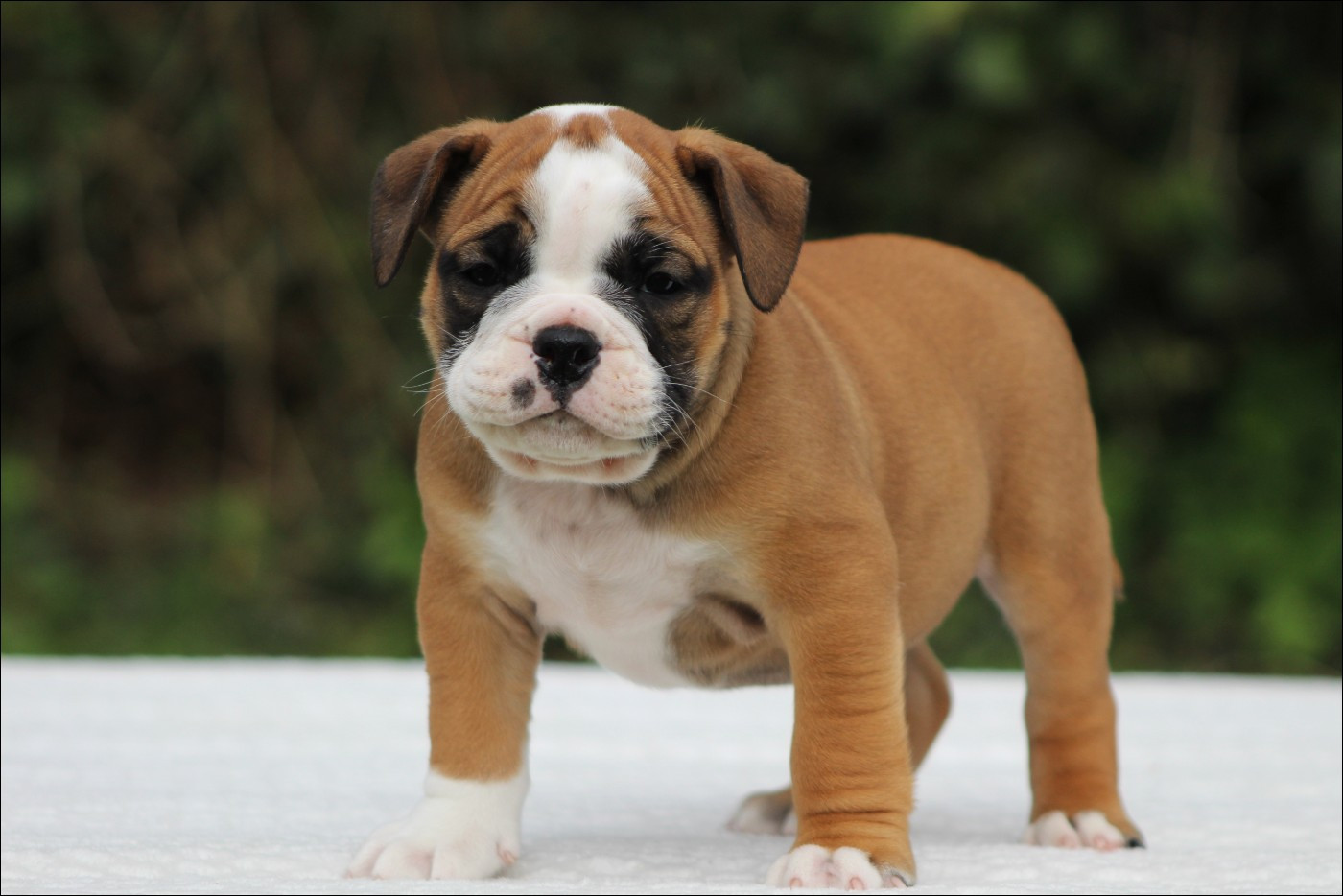 De La Flamme Sacrée D'Hestia - Chiots disponibles - Bulldog continental