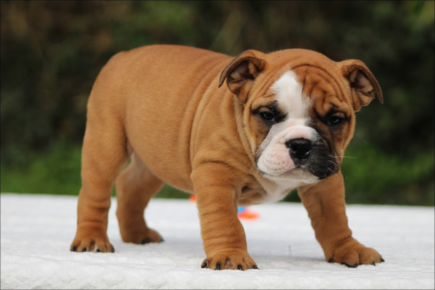 De La Flamme Sacrée D'Hestia - Chiots disponibles - Bulldog continental