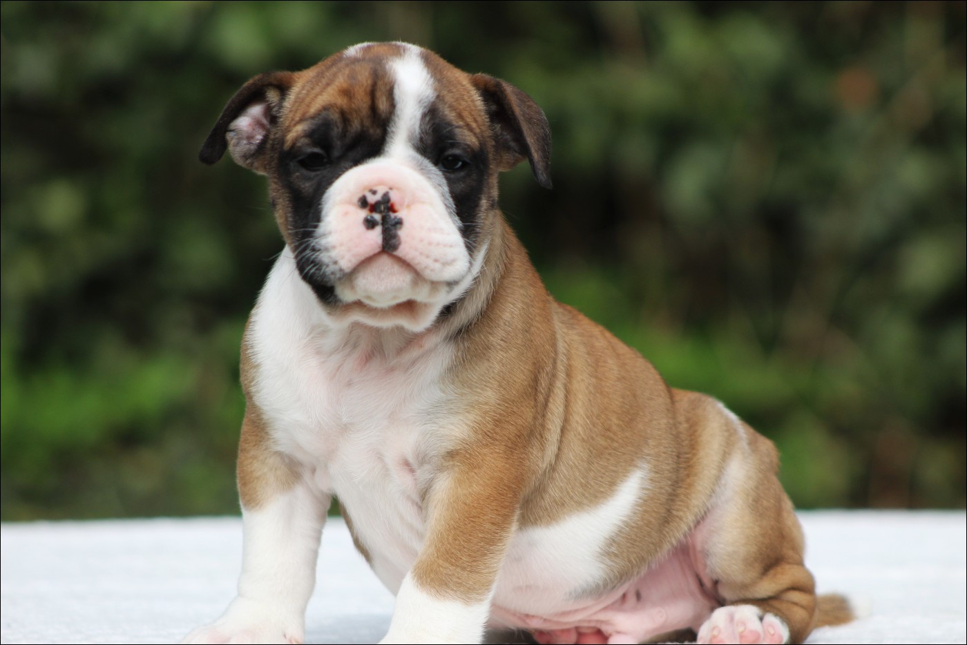 De La Flamme Sacrée D'Hestia - Chiots disponibles - Bulldog continental