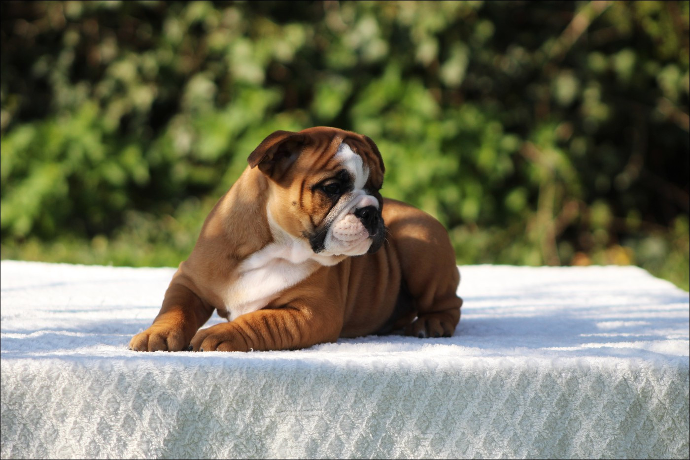 De La Flamme Sacrée D'Hestia - Chiots disponibles - Bulldog continental