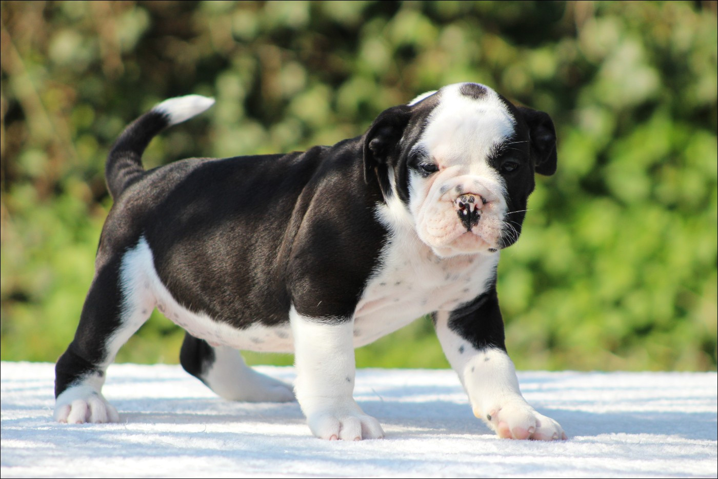 De La Flamme Sacrée D'Hestia - Chiots disponibles - Bulldog continental