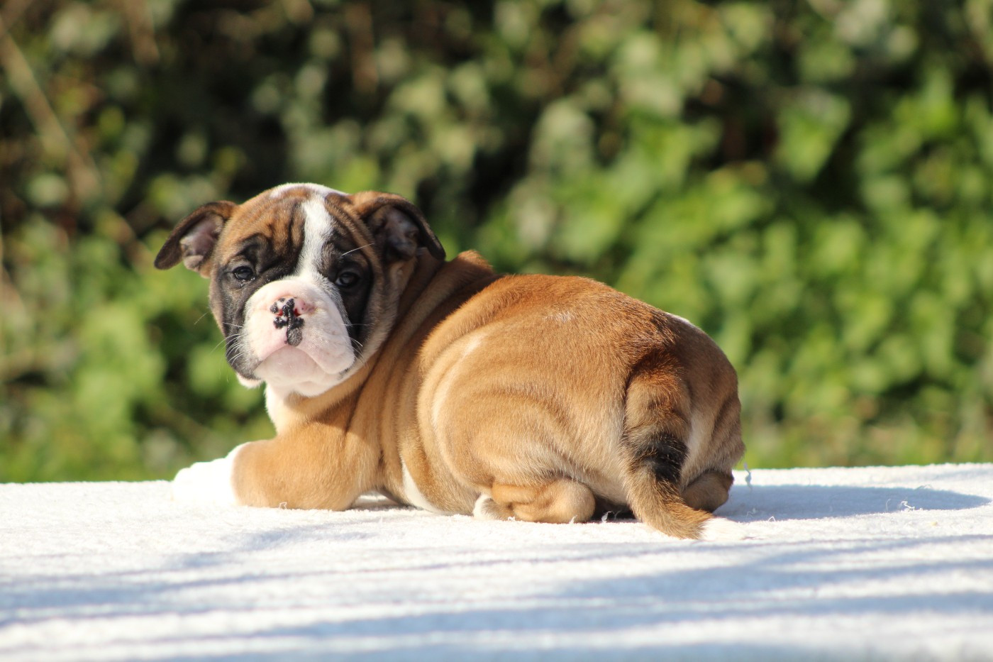 De La Flamme Sacrée D'Hestia - Chiots disponibles - Bulldog continental