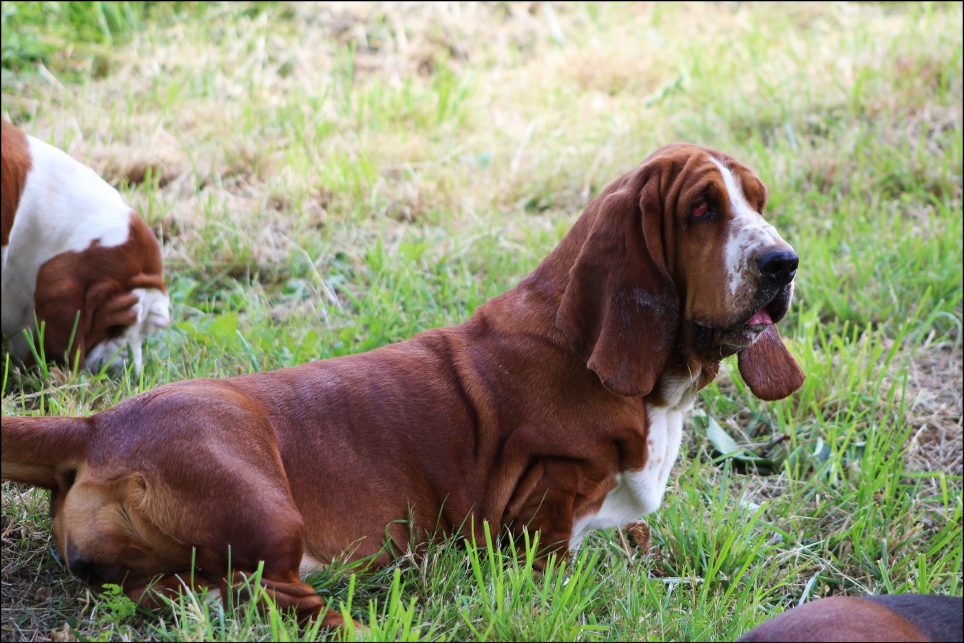 De La Flamme Sacrée D'Hestia - Basset Hound - Portée née le 10/03/2026