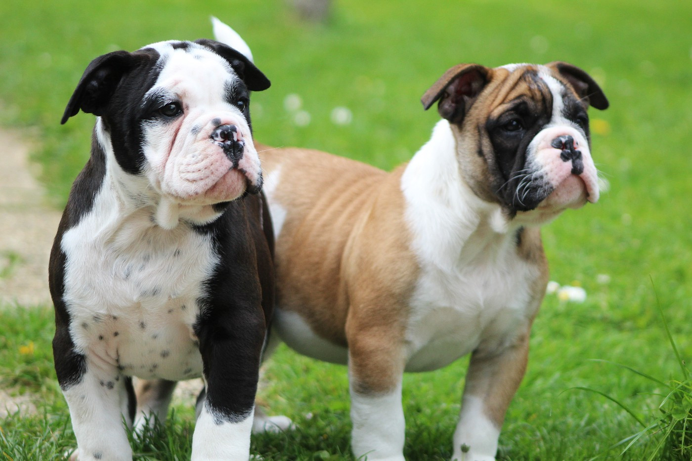 De La Flamme Sacrée D'Hestia - Chiots disponibles - Bulldog continental