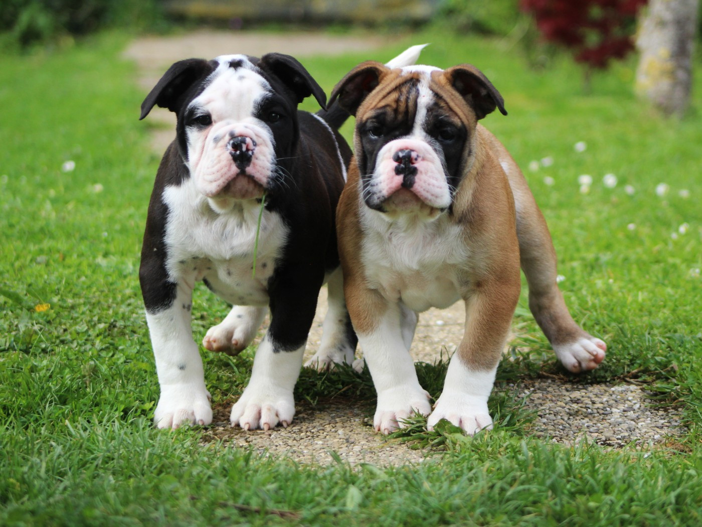 Chiot Bulldog continental De La Flamme Sacrée D'Hestia