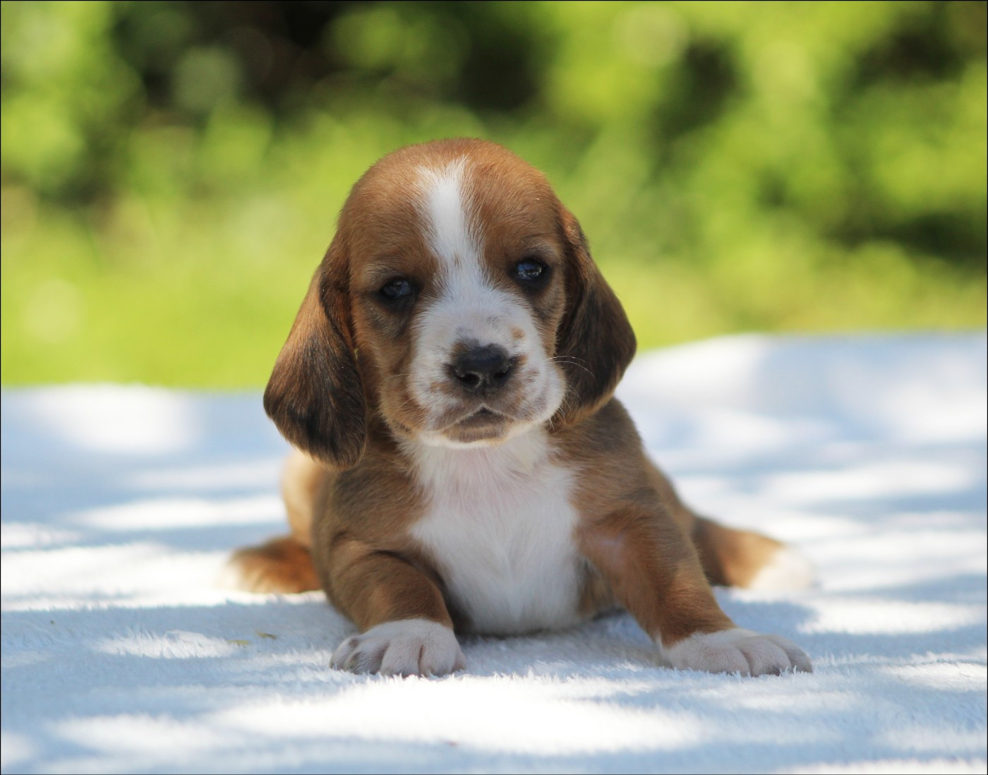 De La Flamme Sacrée D'Hestia - Chiots disponibles - Basset Hound