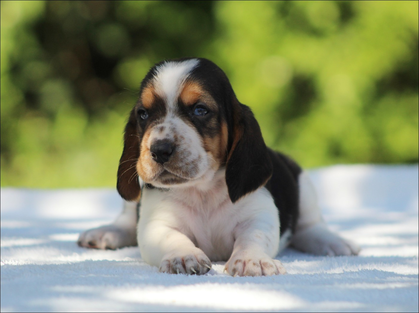 De La Flamme Sacrée D'Hestia - Chiots disponibles - Basset Hound