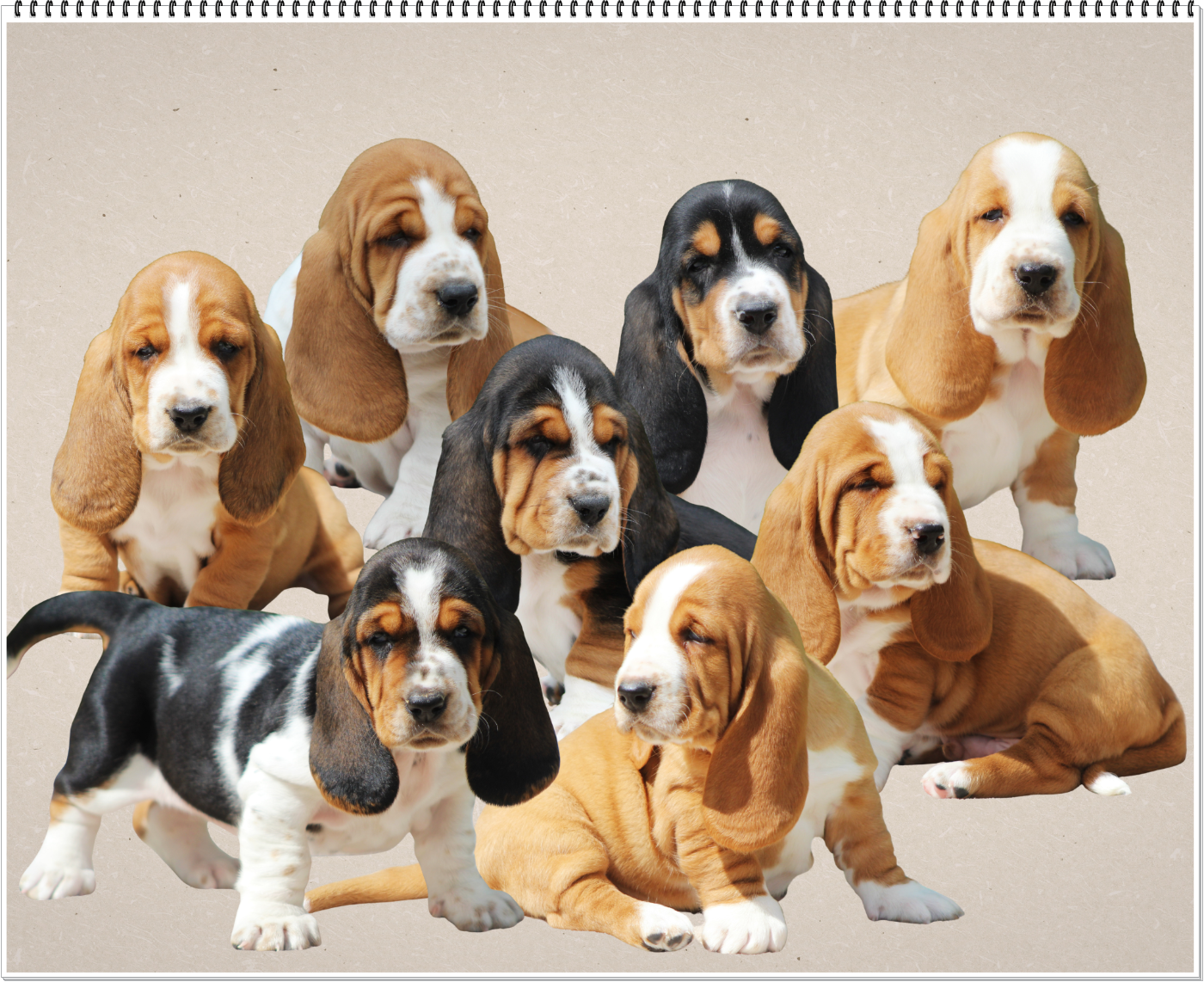 De La Flamme Sacrée D'Hestia - Basset Hound - Portée née le 10/03/2026