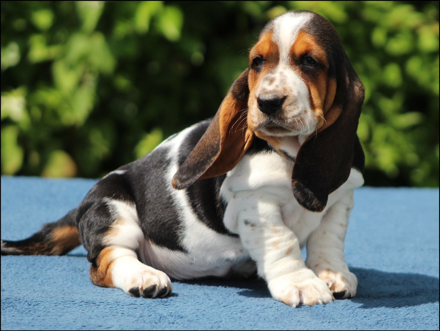 De La Flamme Sacrée D'Hestia - Chiots disponibles - Basset Hound