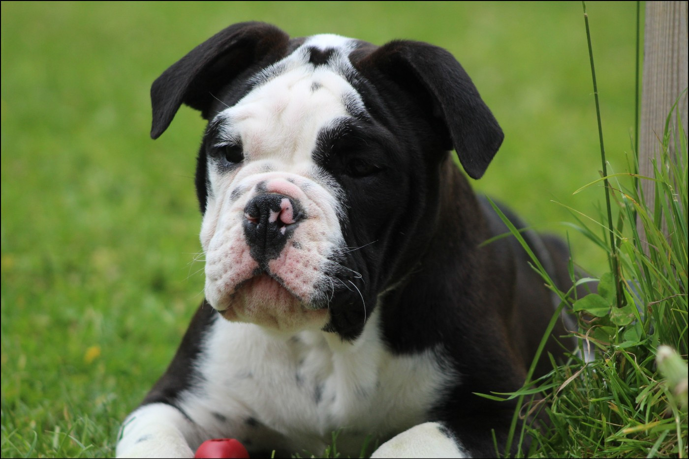 De La Flamme Sacrée D'Hestia - Chiots disponibles - Bulldog continental
