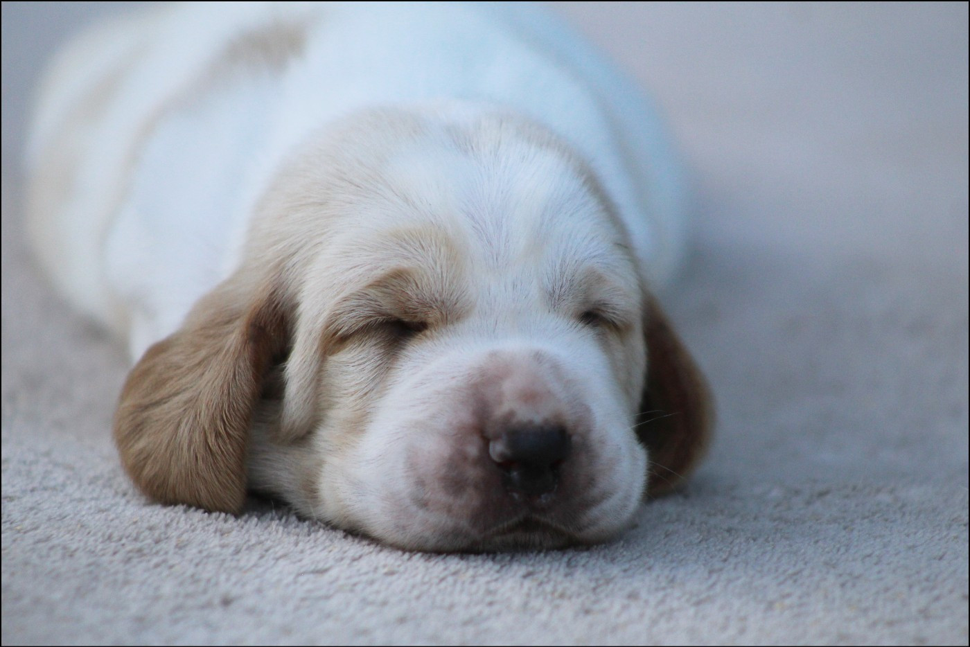 De La Flamme Sacrée D'Hestia - Chiots disponibles - Basset Hound