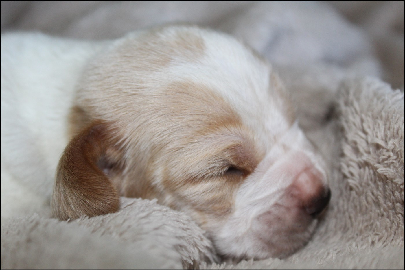 De La Flamme Sacrée D'Hestia - Chiots disponibles - Basset Hound