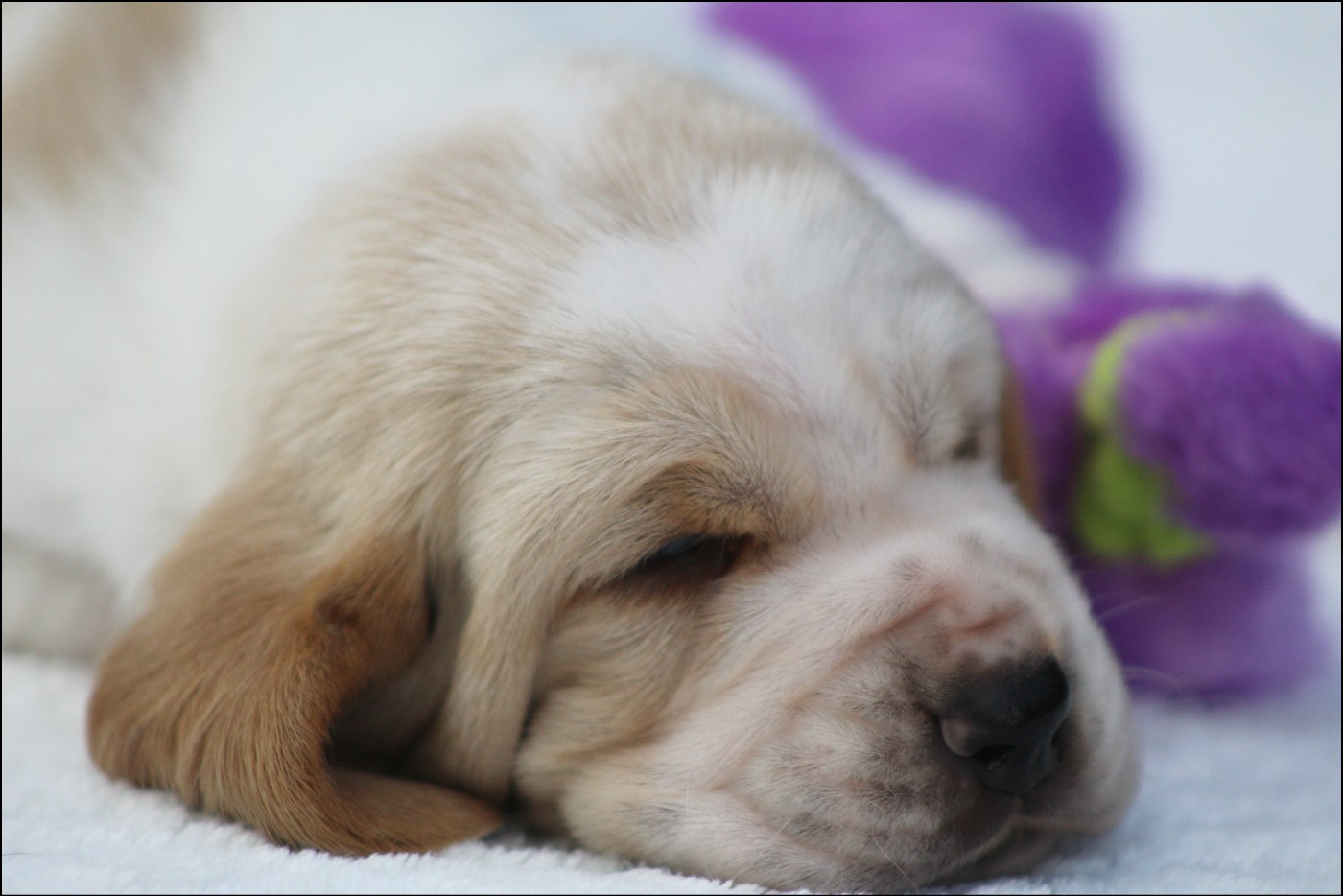De La Flamme Sacrée D'Hestia - Chiots disponibles - Basset Hound