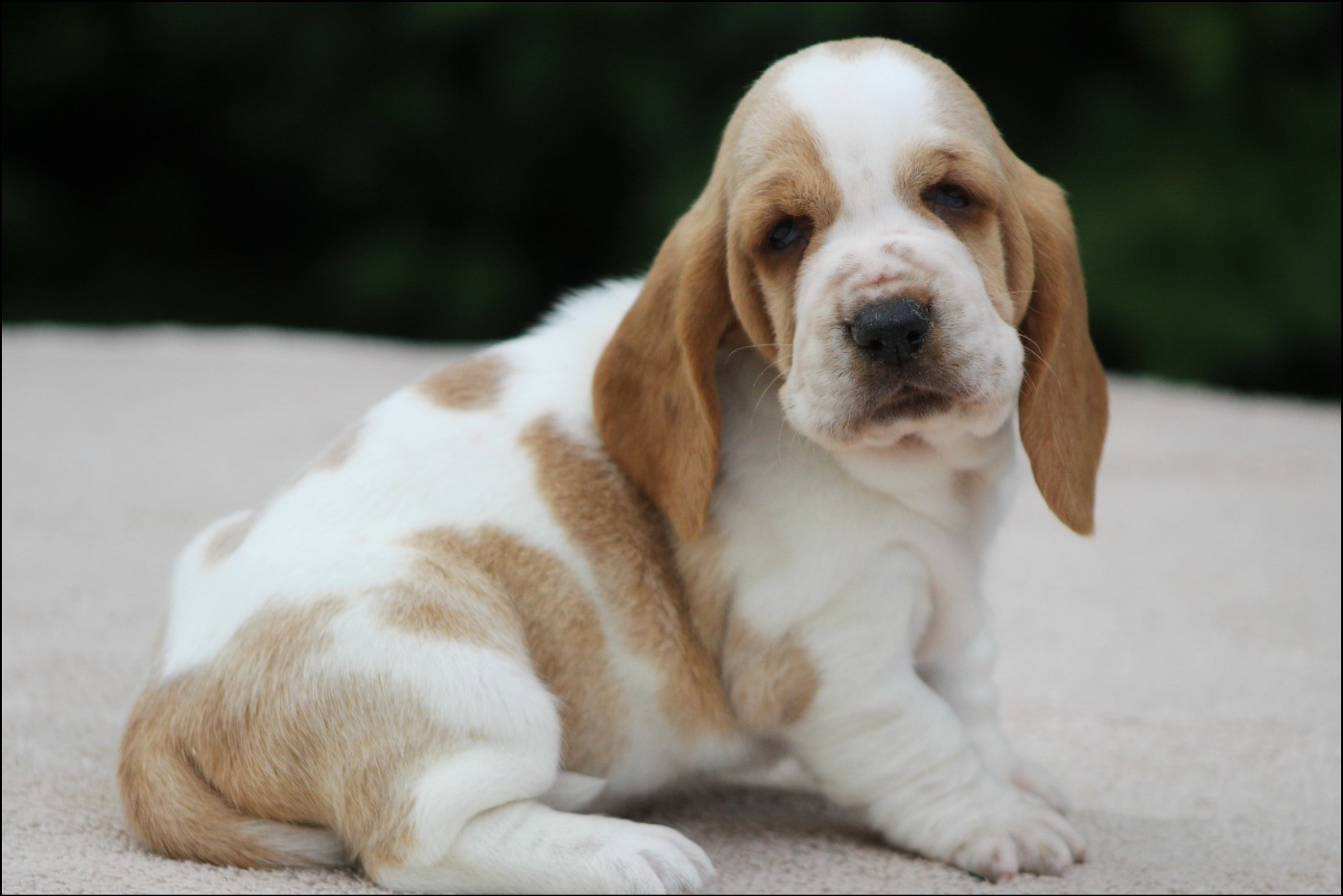 De La Flamme Sacrée D'Hestia - Chiots disponibles - Basset Hound