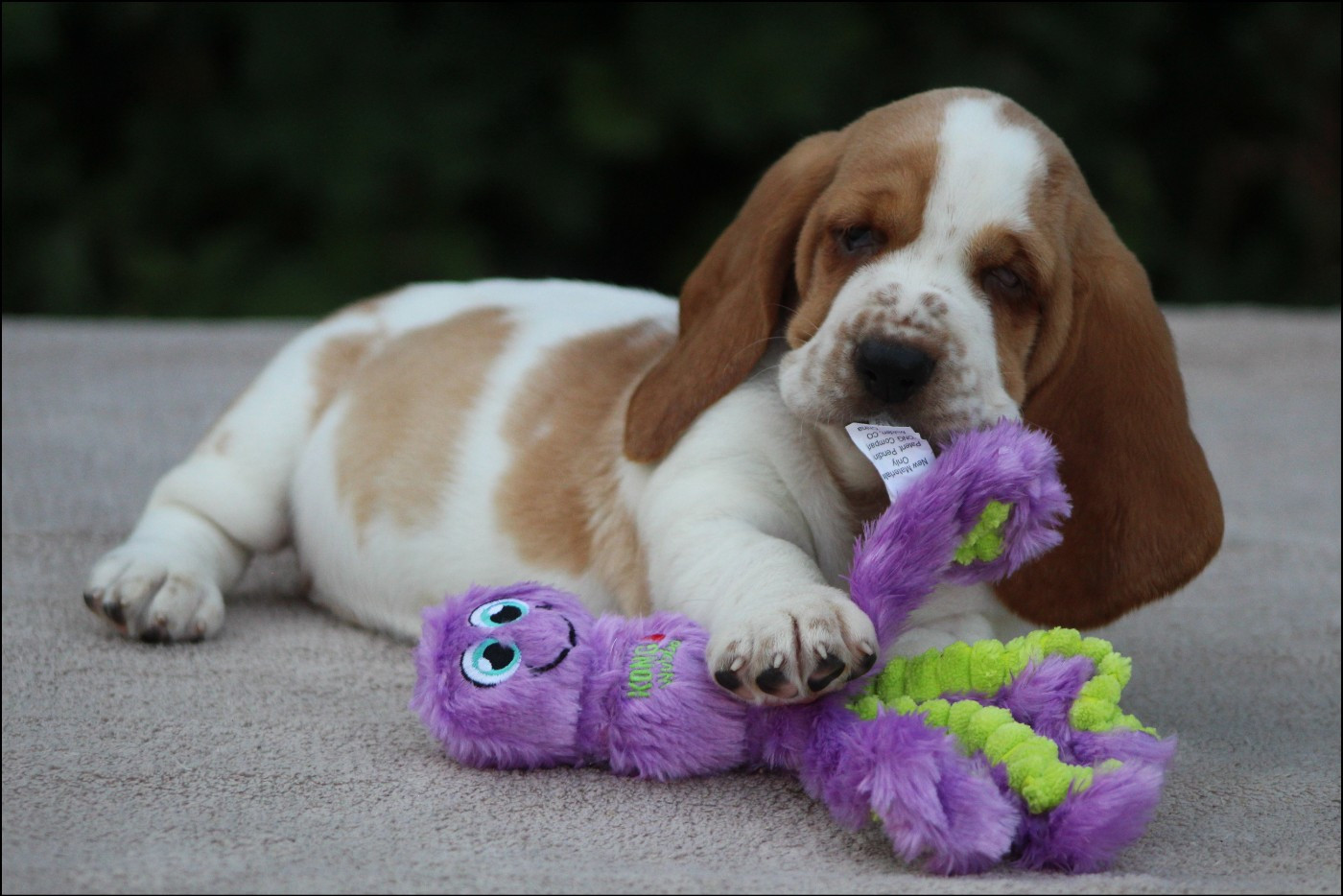 De La Flamme Sacrée D'Hestia - Chiots disponibles - Basset Hound