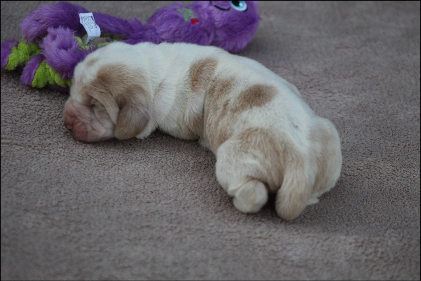 De La Flamme Sacrée D'Hestia - Chiots disponibles - Basset Hound