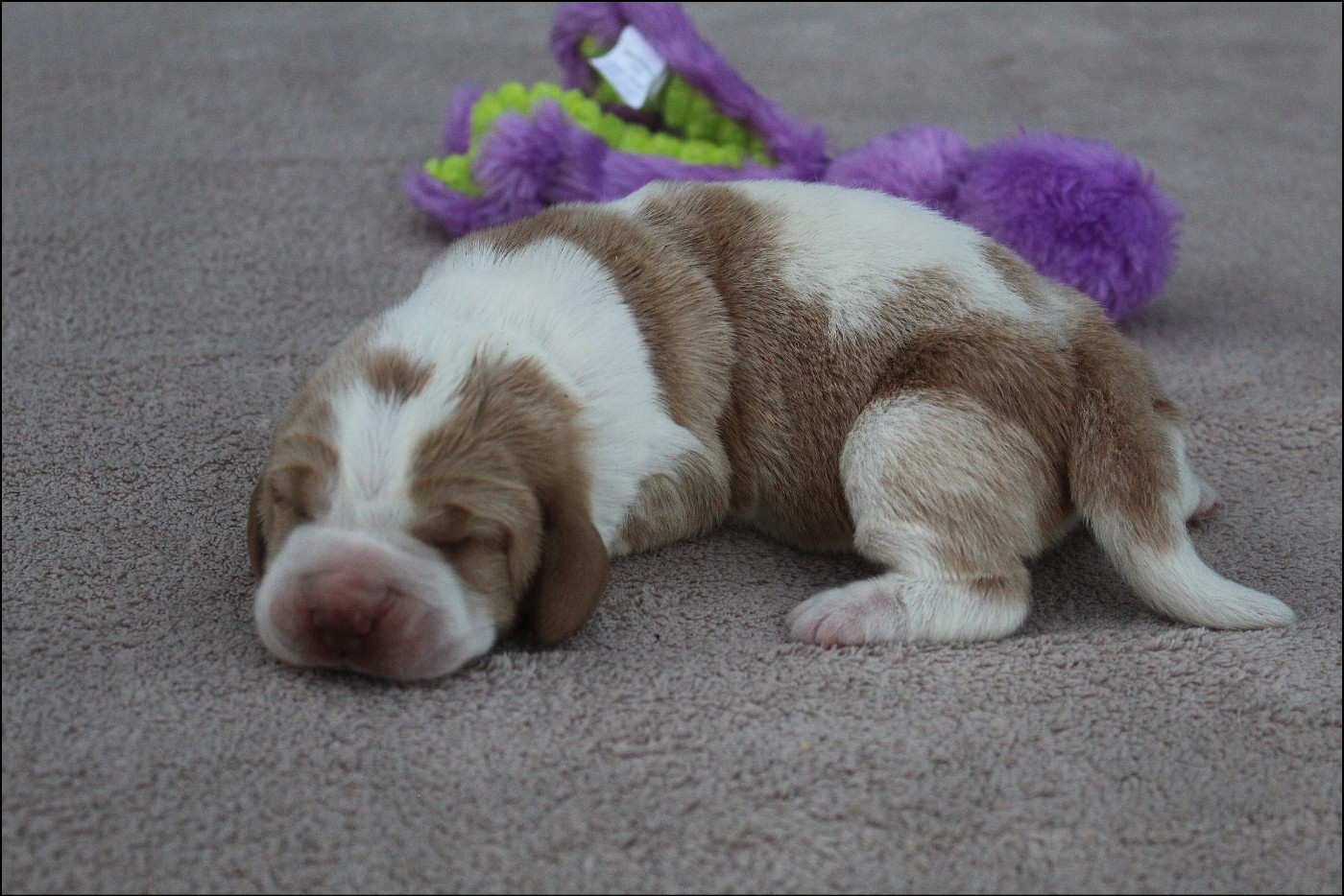 De La Flamme Sacrée D'Hestia - Chiots disponibles - Basset Hound