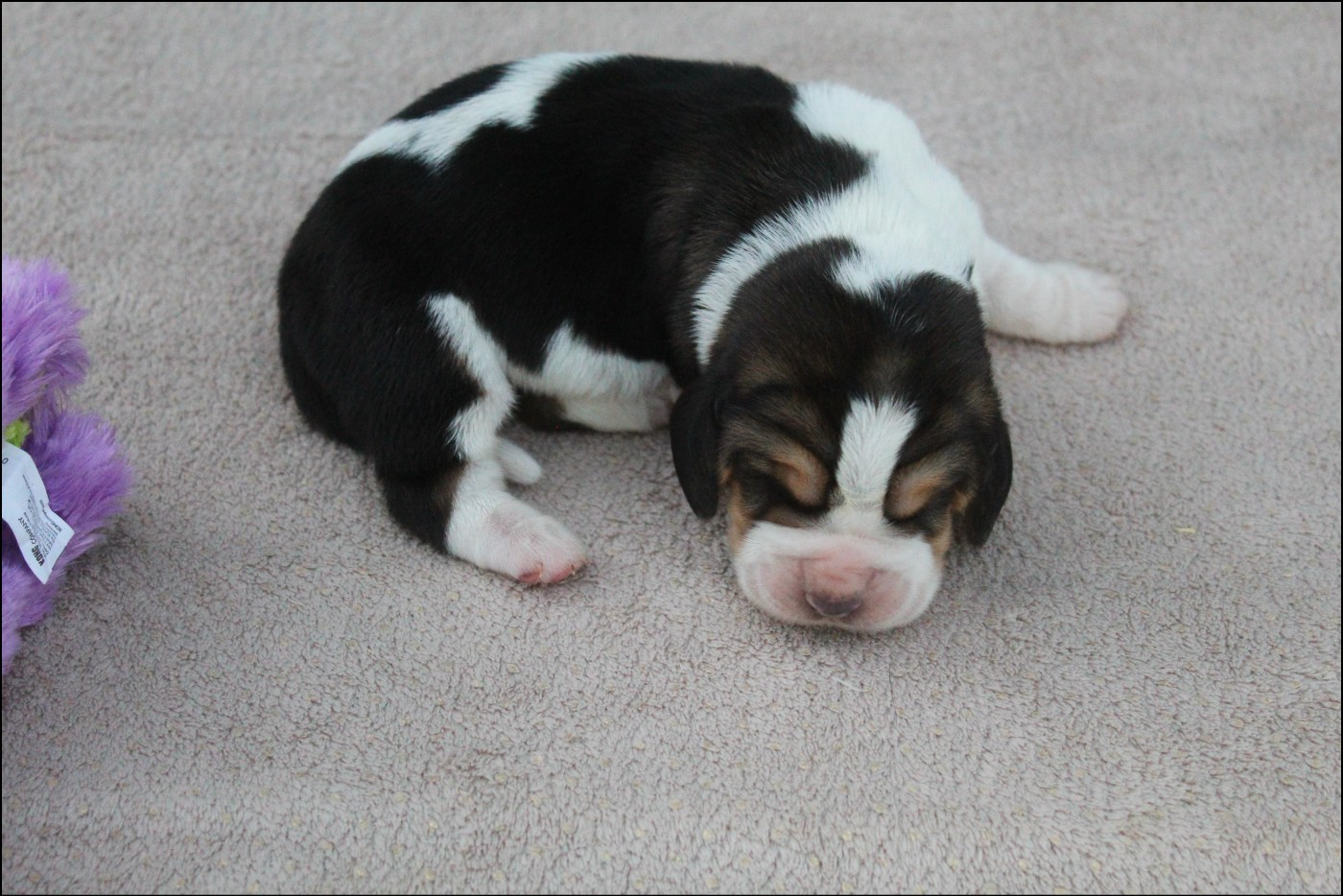 De La Flamme Sacrée D'Hestia - Chiots disponibles - Basset Hound